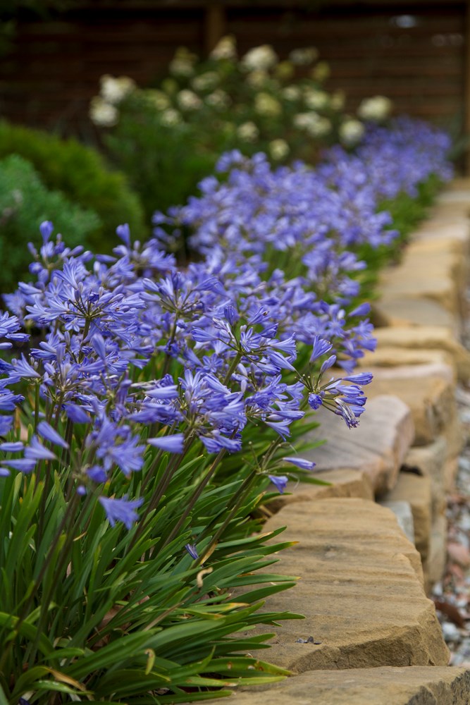pete plants a seed Lily of the Nile, Dwarf 'Baby Pete' (Agapanthus) – Passiglia Landscape,  Nursery & Garden Center