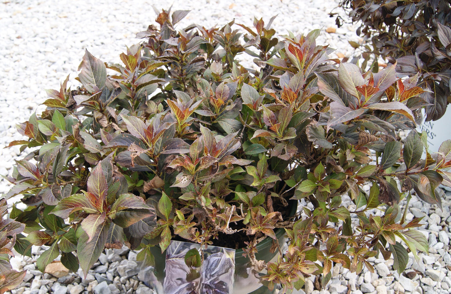 Weigela, Darkleaf 'Coco Chill' (Weigela)