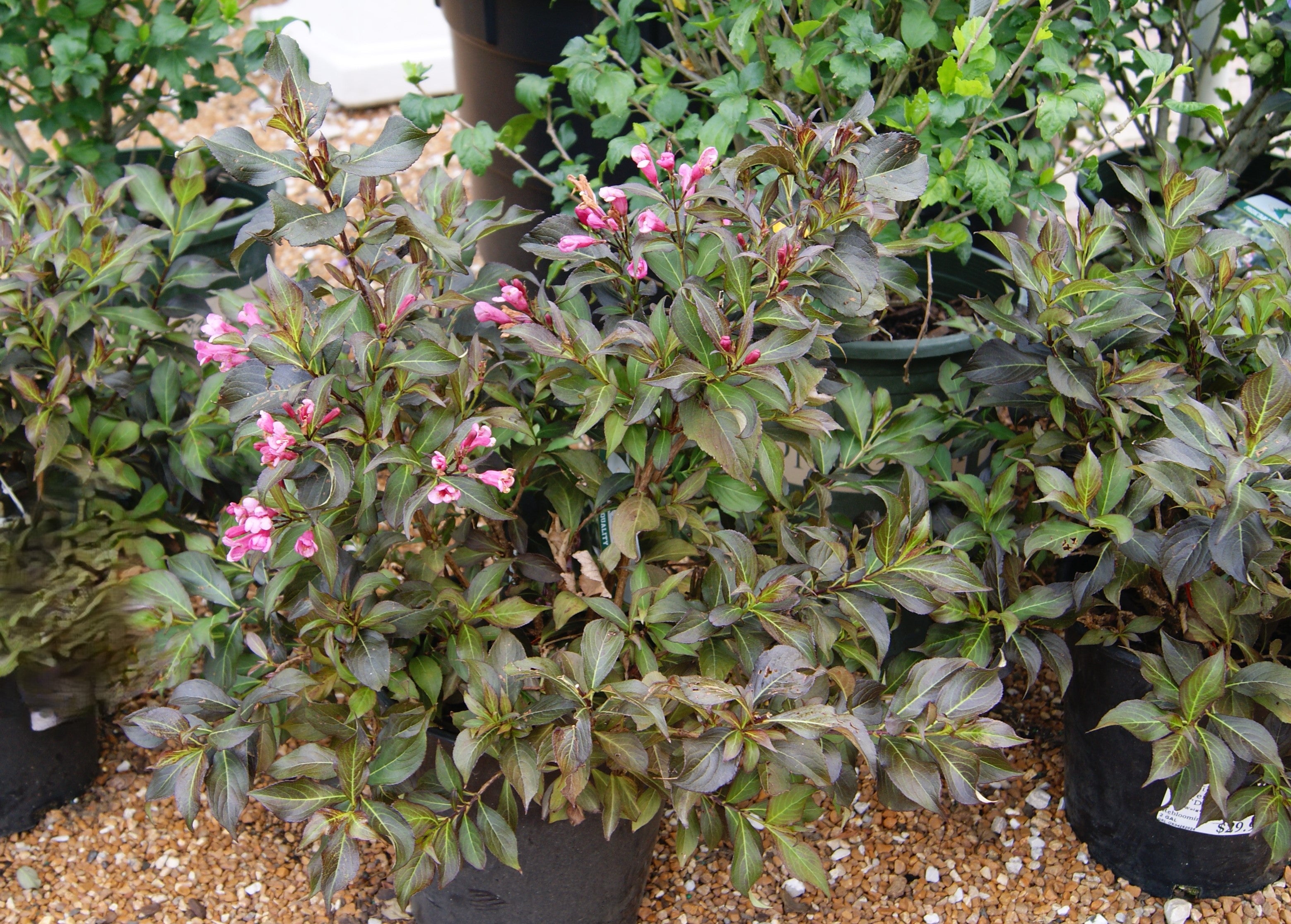 Weigela, Darkleaf 'Dark Horse' (Weigela) – Passiglia Landscape
