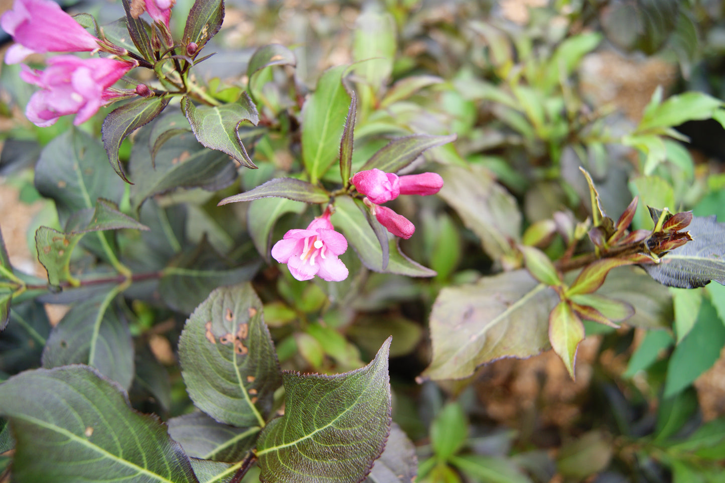 Weigela, Darkleaf 'Dark Horse' (Weigela)