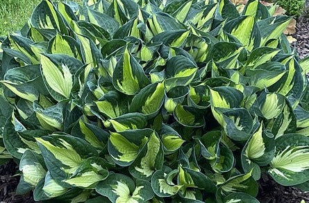 Plantain Lily 'Whirlwind' (Hosta)