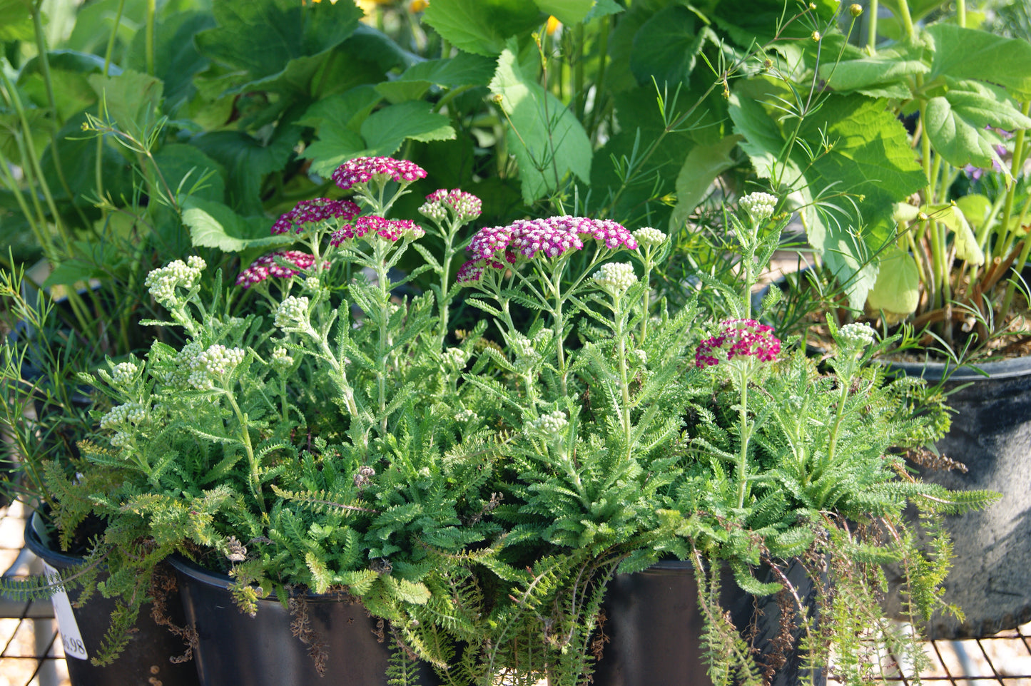 Yarrow 'New Vintage Violet' (Achillea)