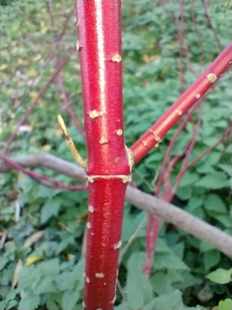 Dogwood, Tatarian/ Red Twig 'Prairie Fire' (Cornus)