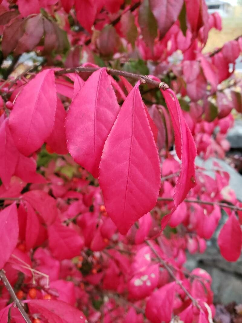 Burning Bush, Winged (Euonymus)