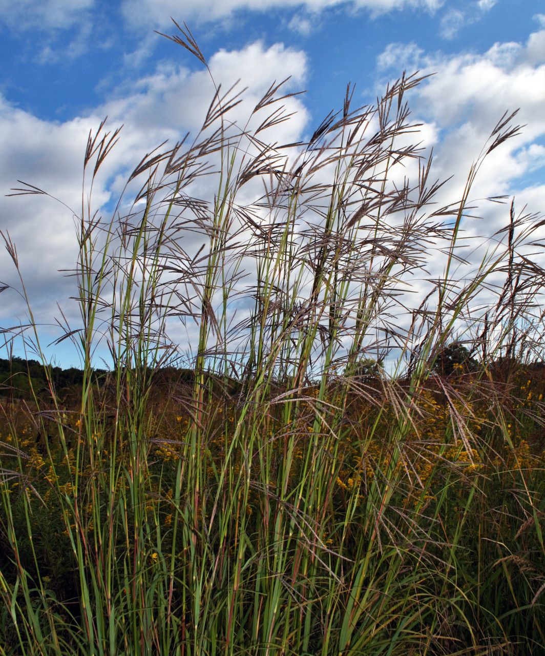 Grass, Big Bluestem (Andropogon)