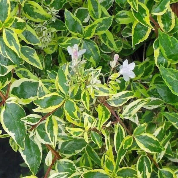 Abelia, Glossy Variegated Dwarf 'Twist of Lime' (Abelia)