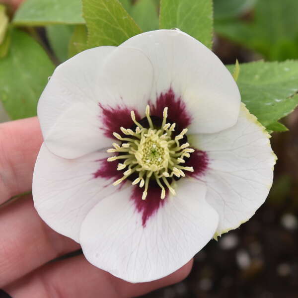 Lenten Rose 'Honeymoon Swiss Alps' (Helleborus)
