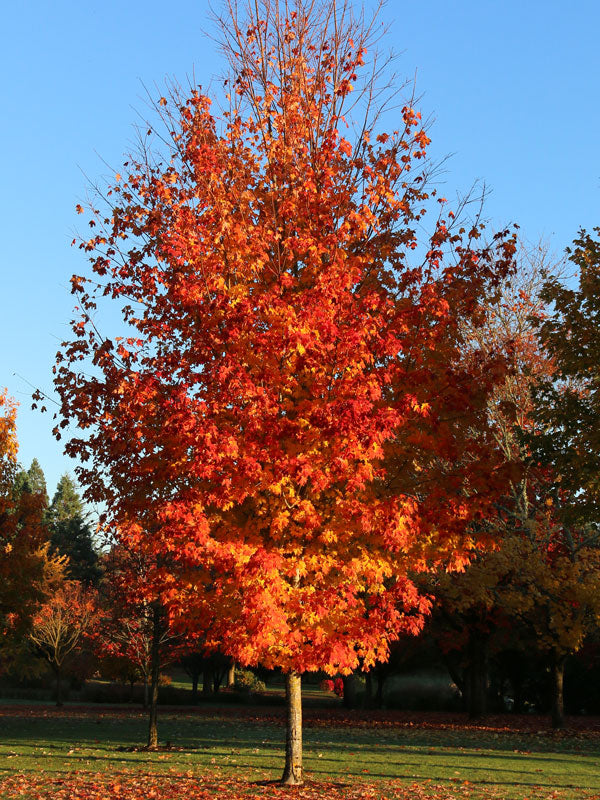 Maple, Sugar 'Autumn Fest' (Acer)