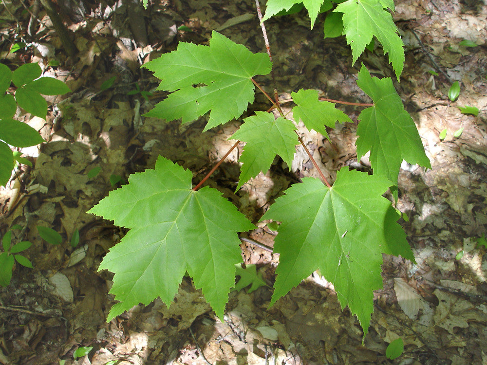 Maple, Red (Acer)