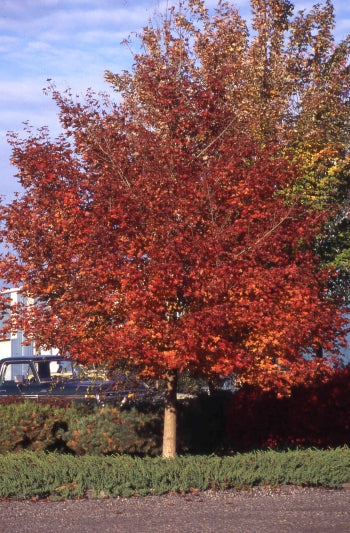 Maple, Shantung Norway Hybrid 'Pacific Sunset' (Acer)