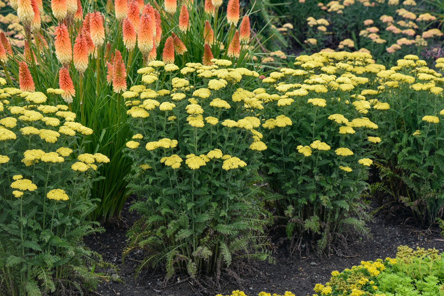 Yarrow 'Firefly Sunshine' (Achillea)