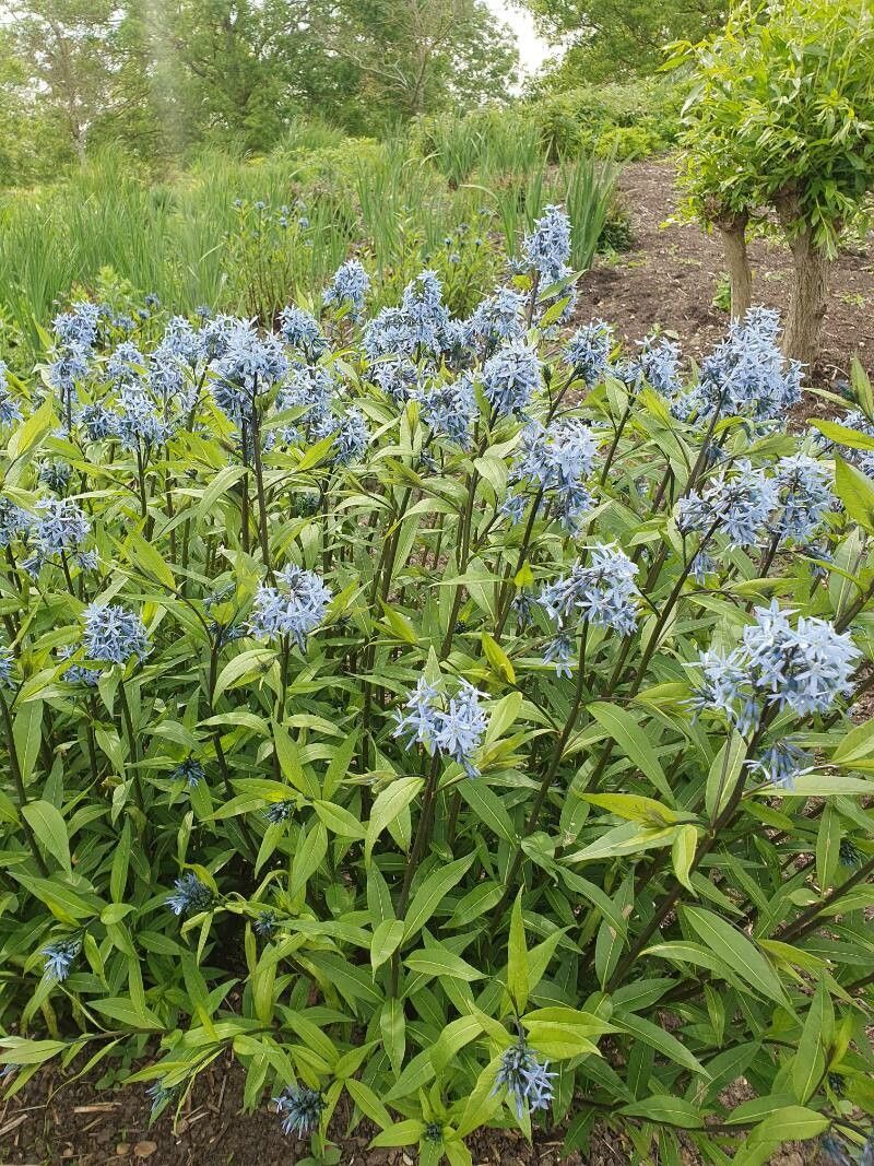 Bluestar, Eastern (Amsonia)