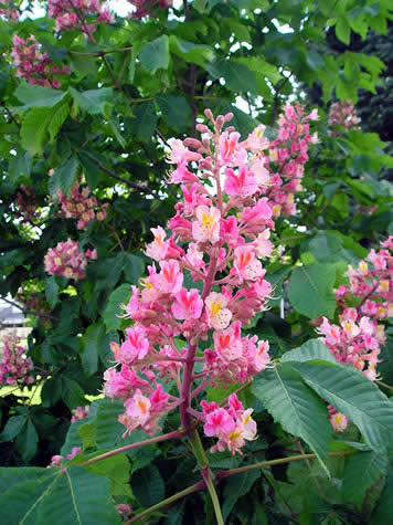 Horsechestnut, Red 'Fort McNair' (Aesculus)