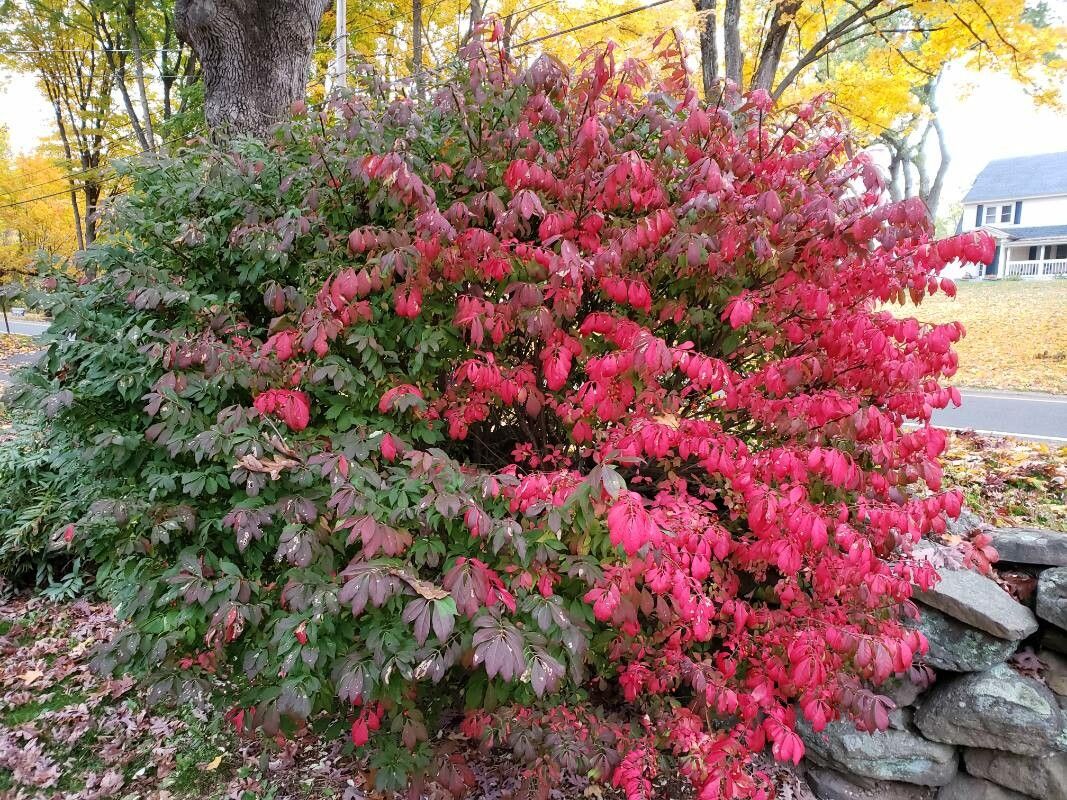 Burning Bush, Miniature 'Cole's Compact' (Euonymus)