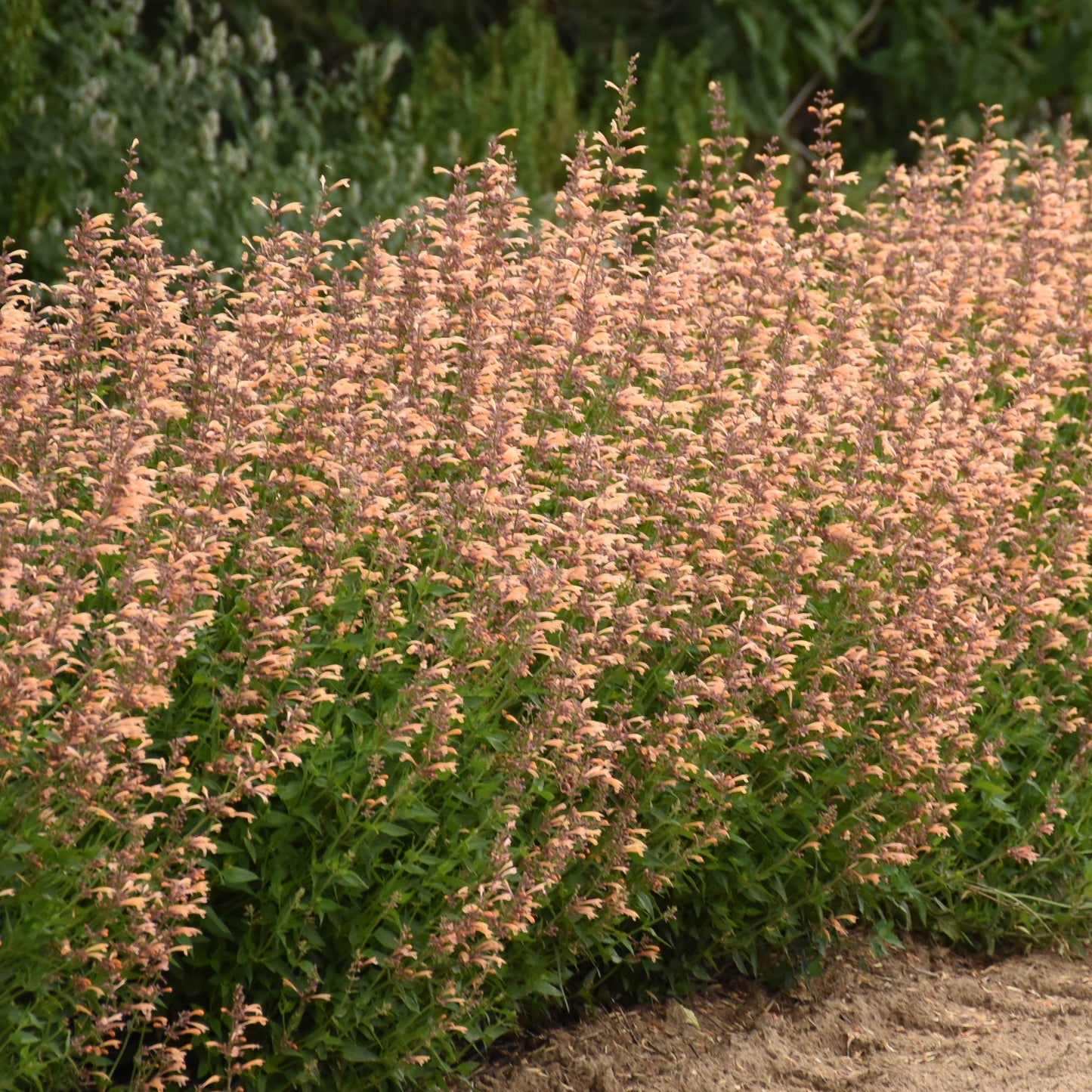 Hyssop, Anise/ Hummingbird Mint 'Meant to Be' (Agastache)