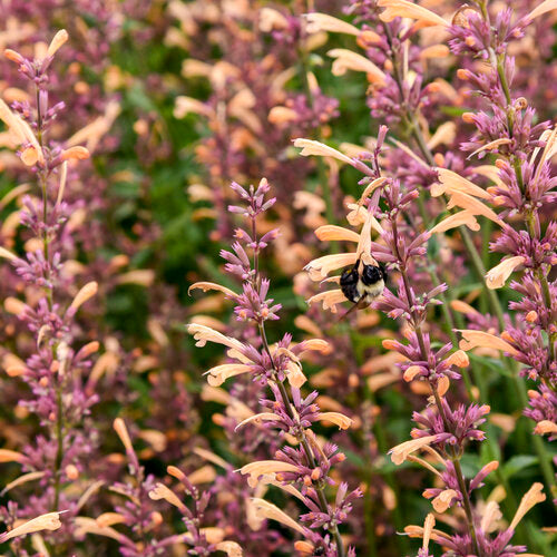 Hyssop, Anise / Hummingbird Mint 'Meant to Bee Queen Nectarine' (Agastache)