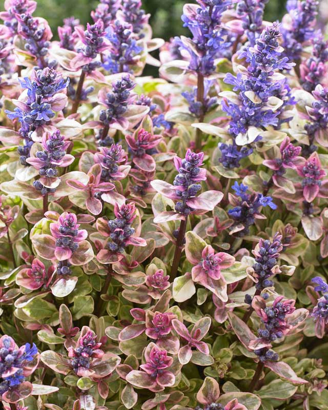 Bugle Weed, Creeping 'Princess Nadia' (Ajuga)