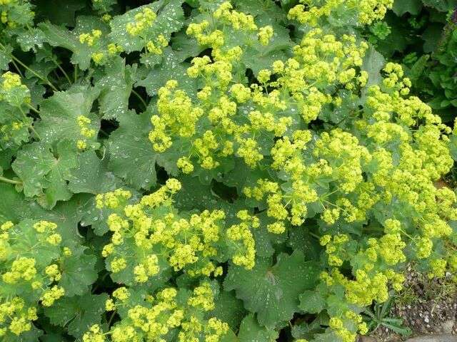 Lady's Mantle 'Auslese' (Alchemilla)