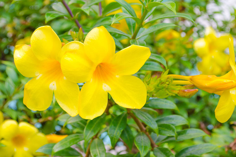 Vine, Golden Trumpet (Allamanda) Patio Tree