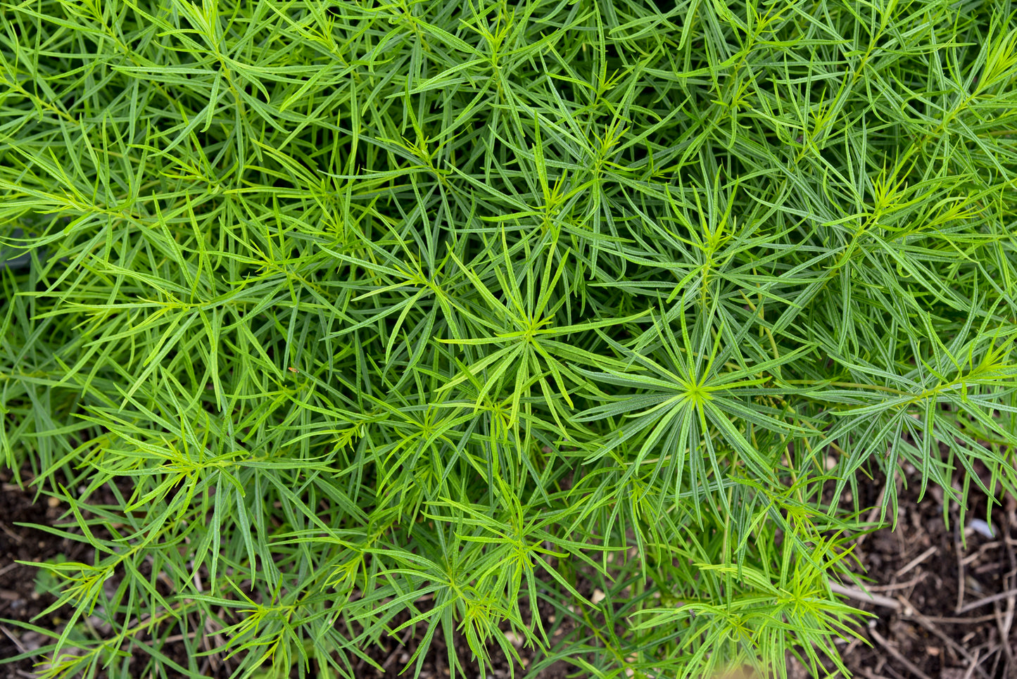 Bluestar 'String Theory' (Amsonia)