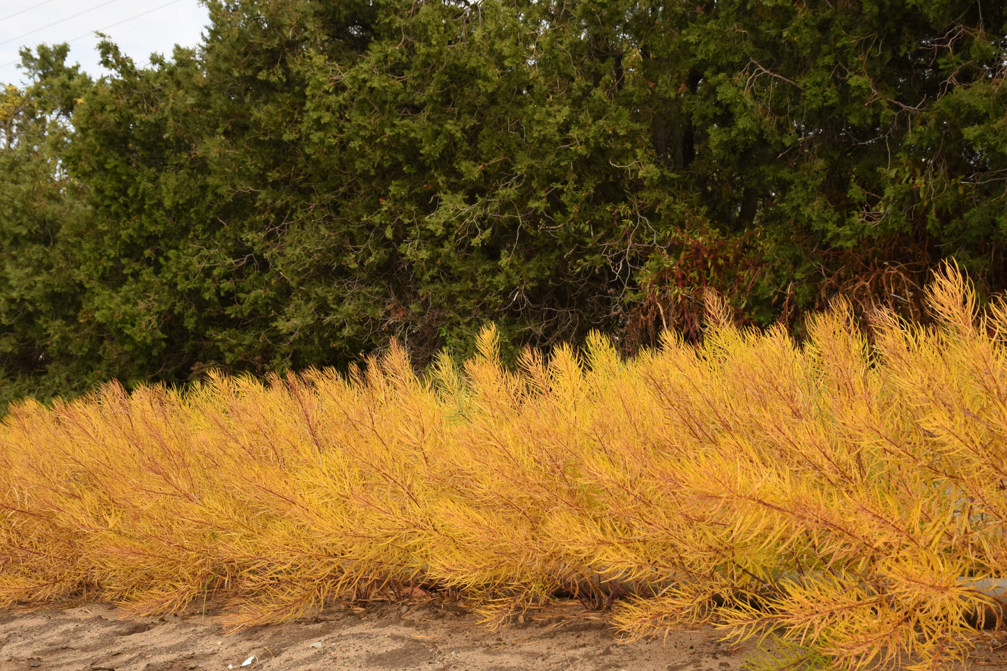 Bluestar 'String Theory' (Amsonia)