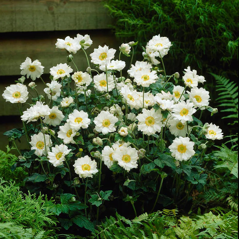 Windflower / Thimbleweed Japanese 'Whirlwind' (Anemone)