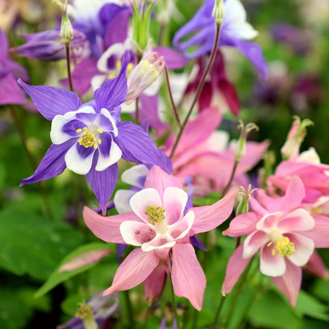 Columbine / Granny's Bonnet 'Biedermeier Dwarf' (Aquilegia)