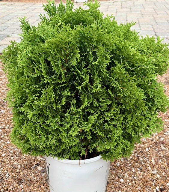 Arborvitae, Eastern Globe 'Tater Tot' (Thuja)