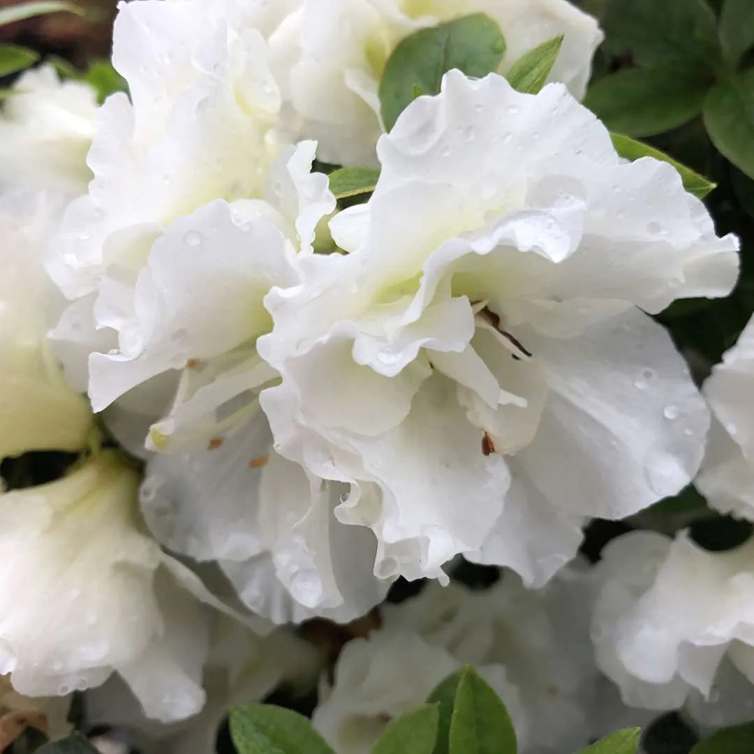 Azalea, Evergreen Glen Dale Hybrid 'Dwarf Double White' (Rhododendron)