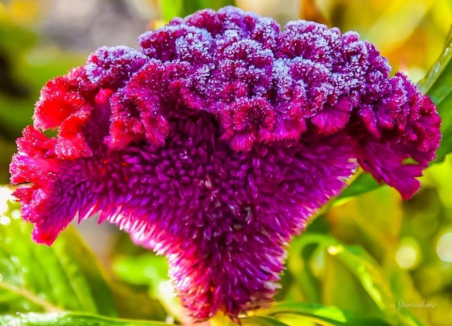 Cockscomb, Crested (Celosia)