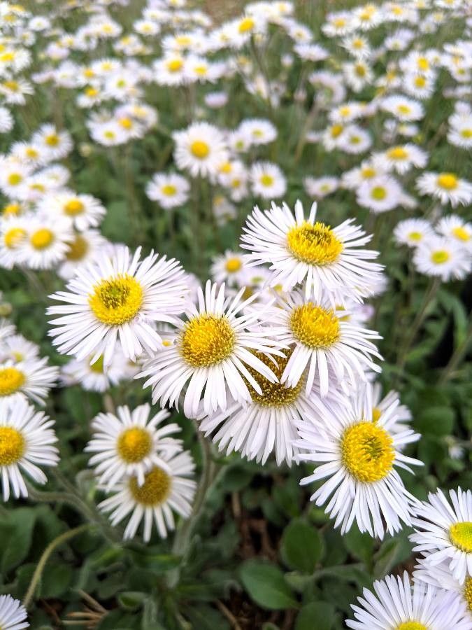 Fleabane, Common (Erigeron)