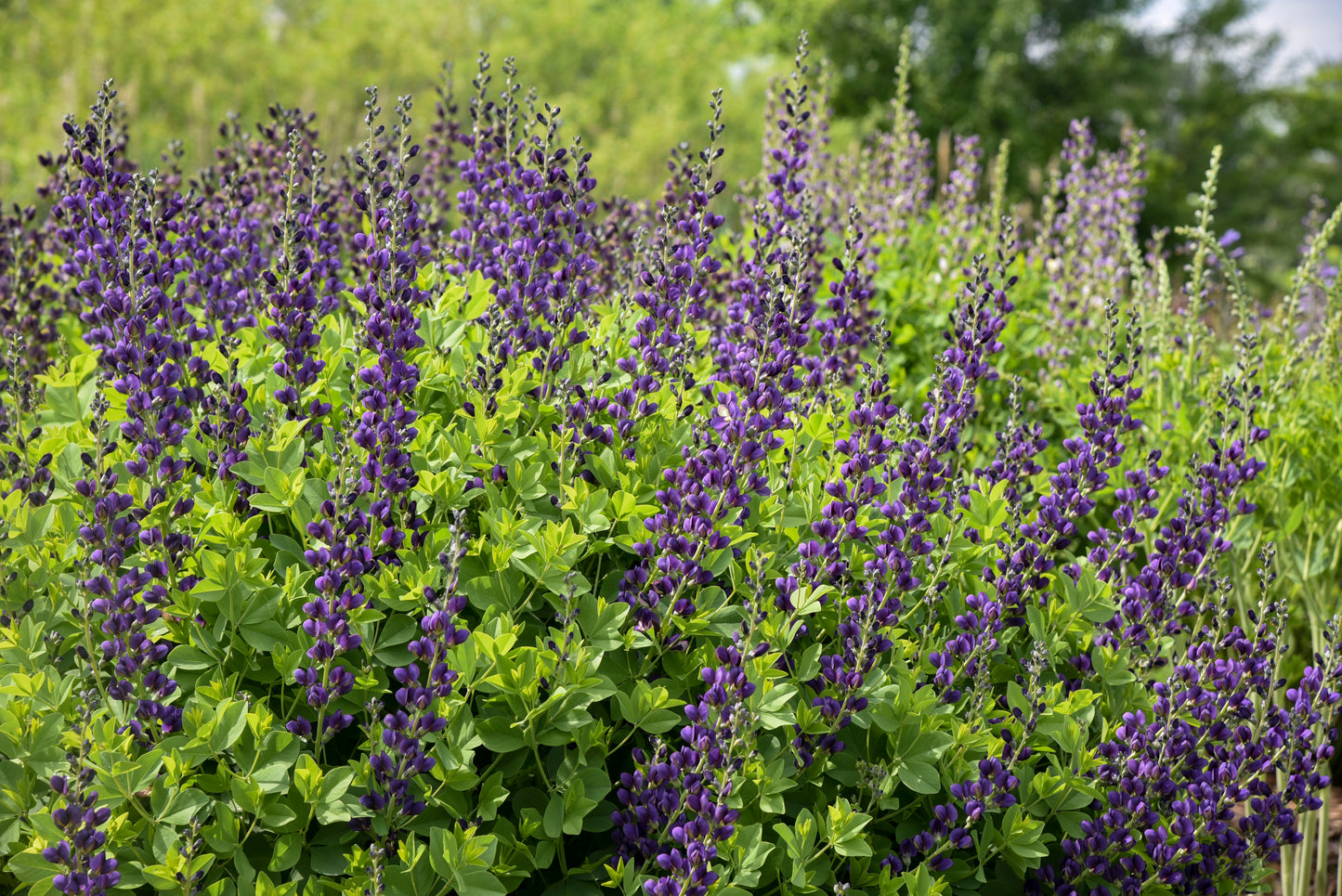 False/ Wild Indigo 'Sparkling Sapphires' (Baptisia)