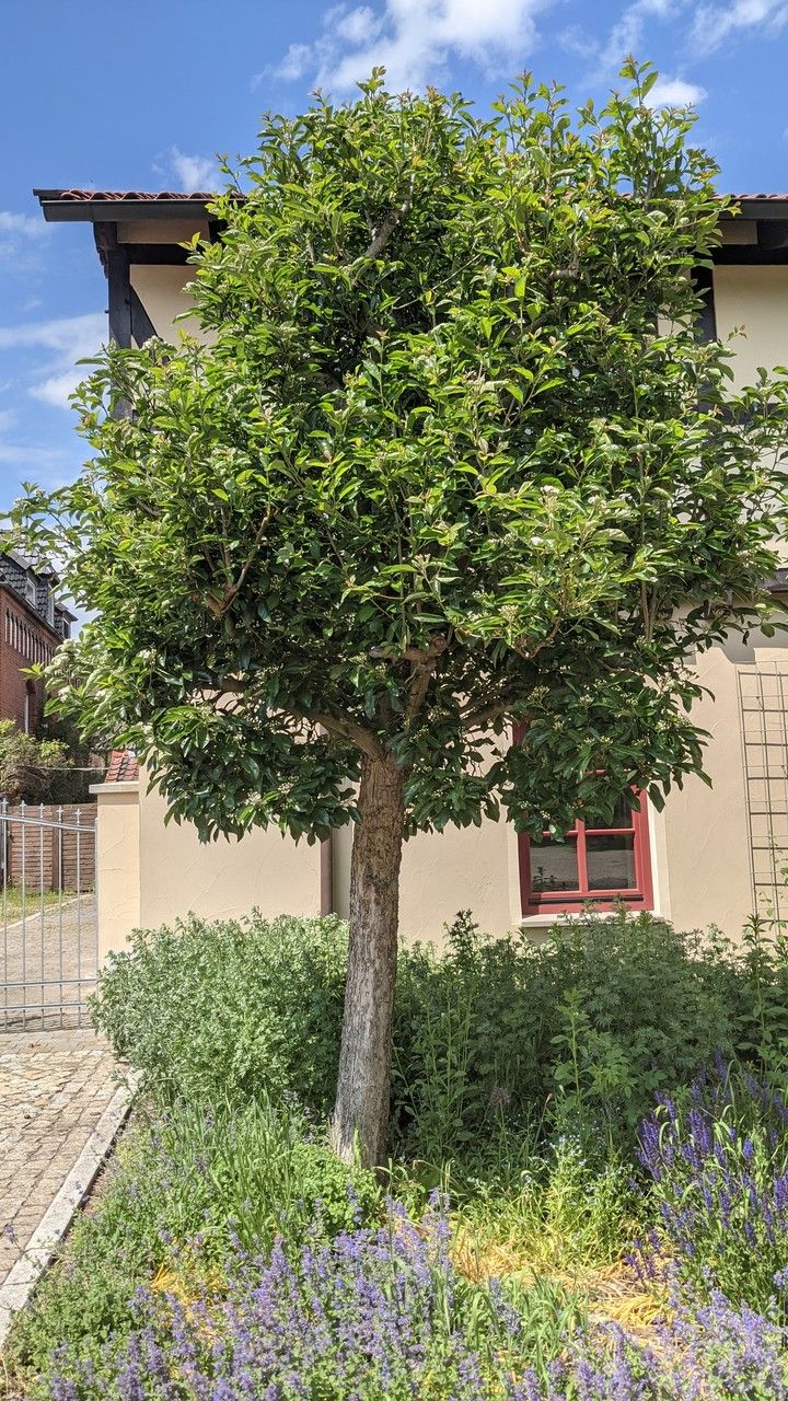 Hawthorn, Thornless 'Crusader' (Crataegus)