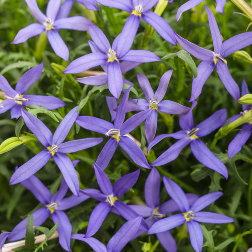Star Flower/ Laurenti, 'Beth's Blue' (Isotoma)