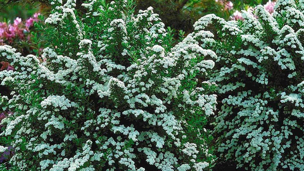 Firethorn 'Lowboy' (Pyracantha)