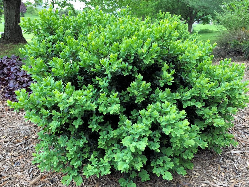 Boxwood, English / Common 'Vardar Valley' (Buxus) Globe