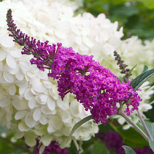 Butterfly Bush, 'Miss Ruby' (Buddleia)