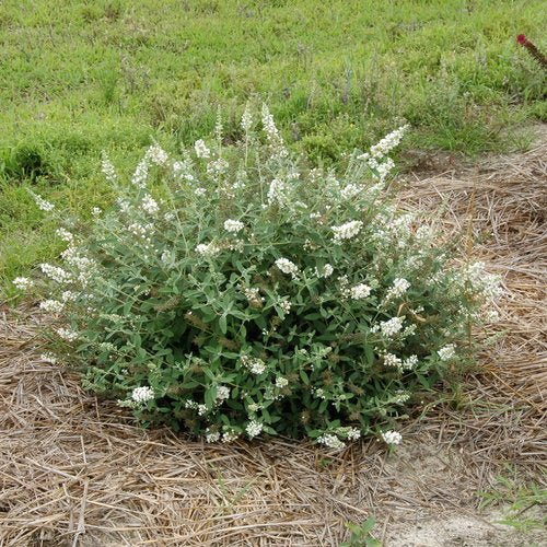 Butterfly Bush, 'Lo&Be Ice' (Buddleia)