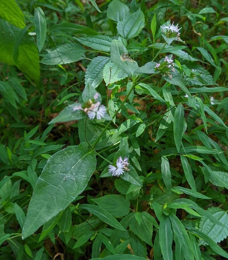 Elephant's Foot (Elephantopus)