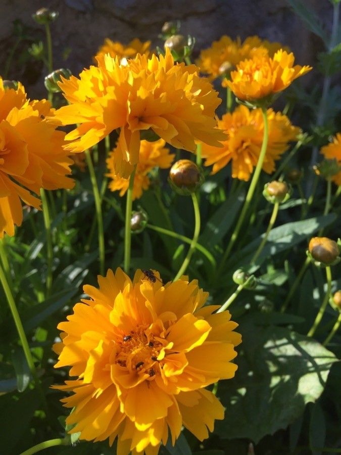 Tickseed, Large-Flowered 'Early Sunrise' (Coreopsis)