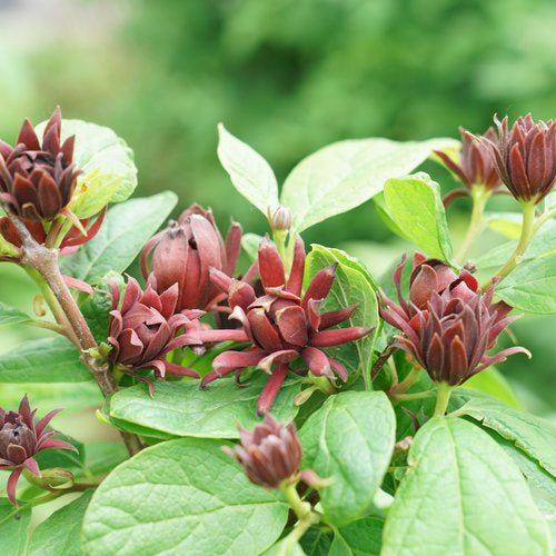 SweetShrub/ Allspice Bush 'Simply Scentsation' (Calycanthus)
