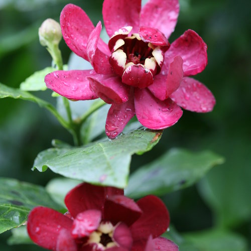 SweetShrub/ Allspice Bush 'Aphrodite' (Calycanthus)