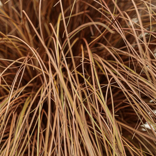 Sedge, Weeping 'Toffee Twist' (Carex)