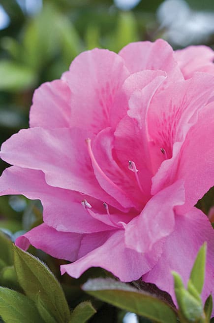 Azalea, Evergreen Hybrid 'Encore Autumn Carnation' (Rhododendron)