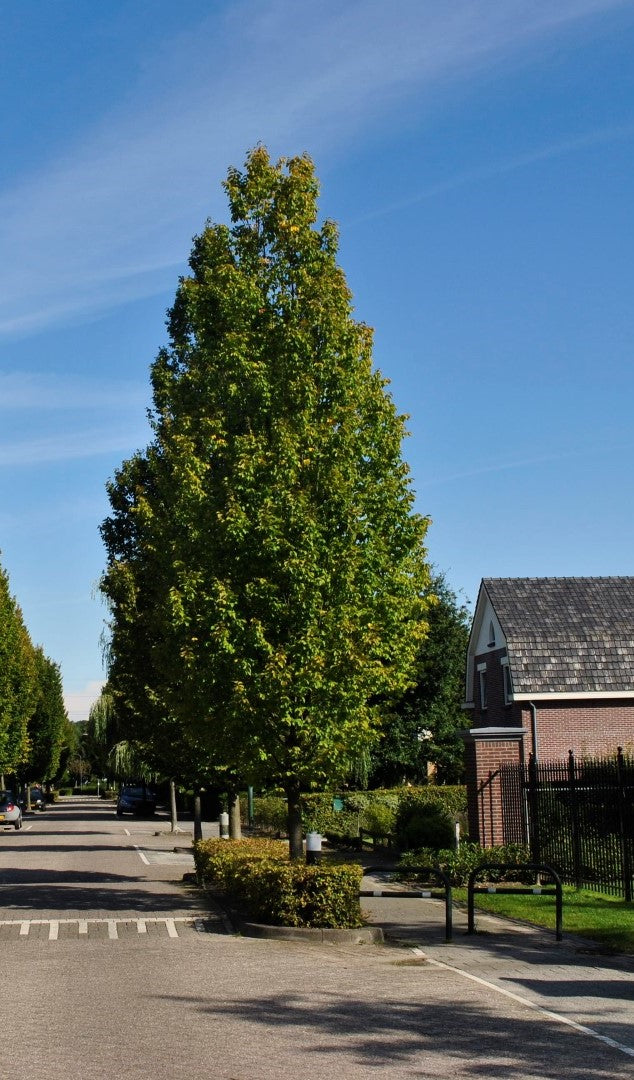 Hornbeam, European Pyramidal 'Frans Fontaine' (Carpinus)