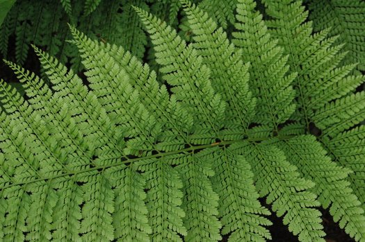 Fern, Upside Down (Arachniodes)