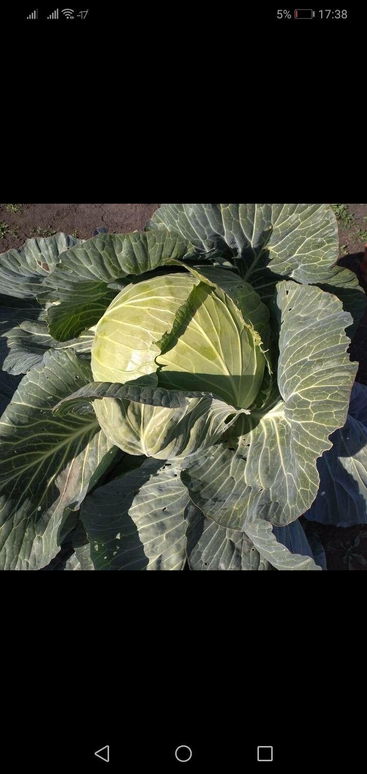 Cabbage (Brassica)