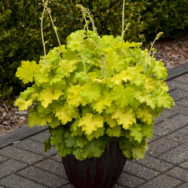 Coral Bells 'Lemon Love' (Heuchera)