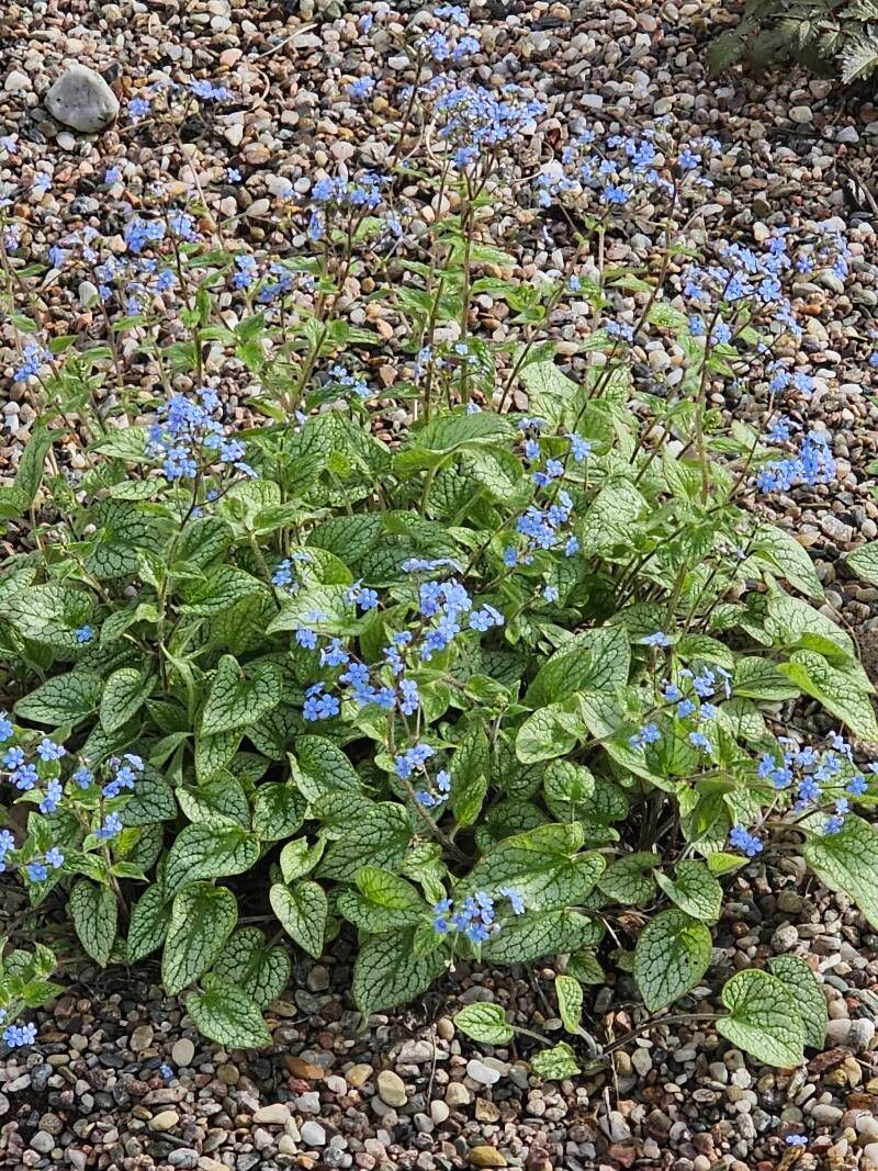Forget-me-nots, Bigleaf / Bugloss (Brunnera)