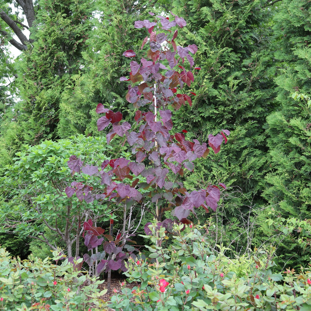Redbud, Eastern 'Midnight Express' (Cercis)